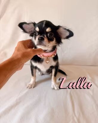 Chihuahua femmina a pelo lungo con pedigree