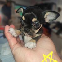 Chihuahua con Pedigree Enci