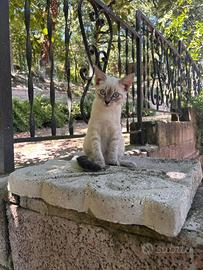 Gatto- cucciolo Blue Point femminuccia