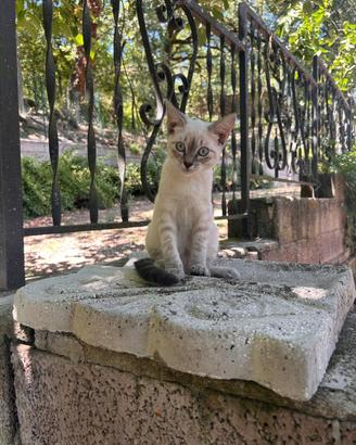 Gatto- cucciolo Blue Point femminuccia