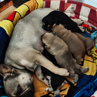 Incrocio bulldog francese - meticcio no razza