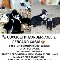 Cuccioli di Border Collie