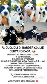 Cuccioli di Border Collie