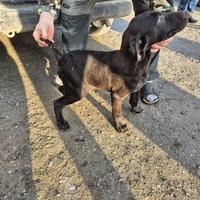 Cuccioli di Drahthaar