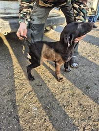 Cuccioli di Drahthaar