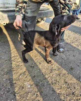 Cuccioli di Drahthaar