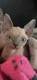 Cucciolina Sphynx disponibile