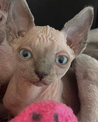 Cucciolina Sphynx disponibile