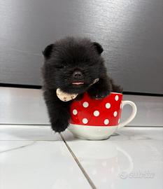 Spitz pomerania NERO total black PEDIGREE ENCI