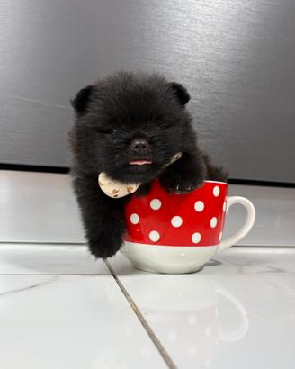 Spitz pomerania NERO total black PEDIGREE ENCI