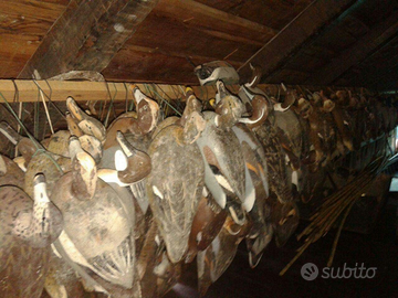 Richiami stampi anatre