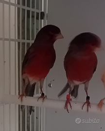 Canarini varie specie