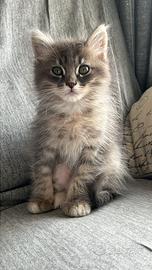 Gattino siberiano