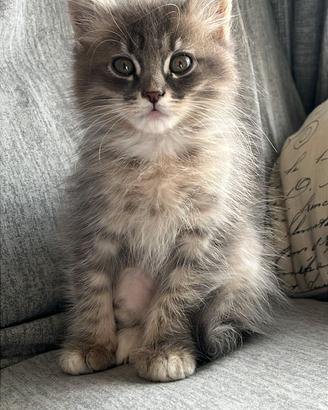 Gattino siberiano