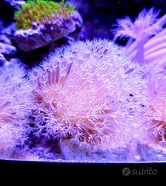 Sarcophyton arancio punte bianche coralli molli