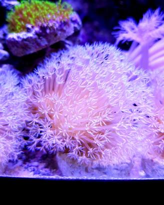Sarcophyton arancio punte bianche coralli molli