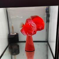 Coppie Discus riproduttive