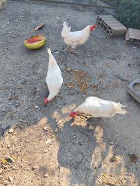 Galline livornesi