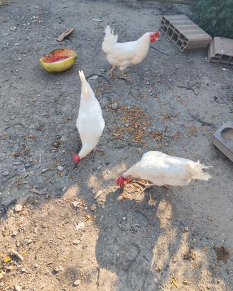 Galline livornesi