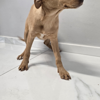 Adozione gratuita Fiore