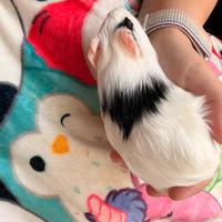 Cavie porcellini d'india