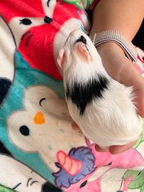 Cavie porcellini d'india