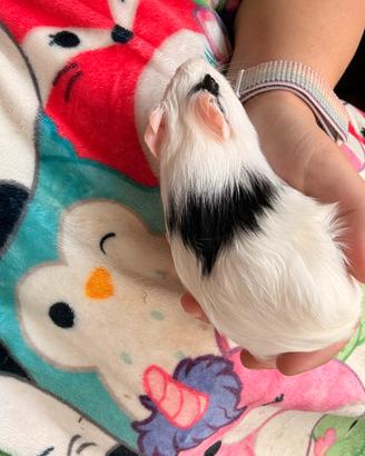 Cavie porcellini d'india