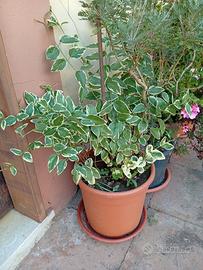 Pianta perviga variegata