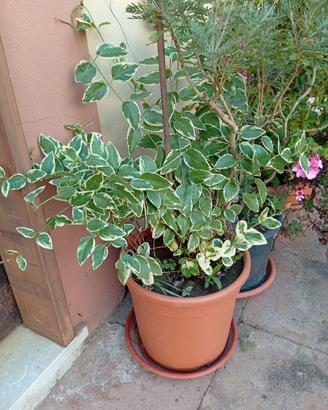 Pianta perviga variegata