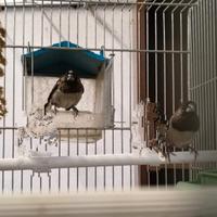 Passeri del Giappone