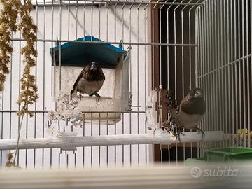 Passeri del Giappone