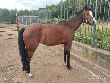 Cavallo