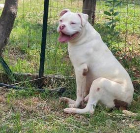 Pitbul