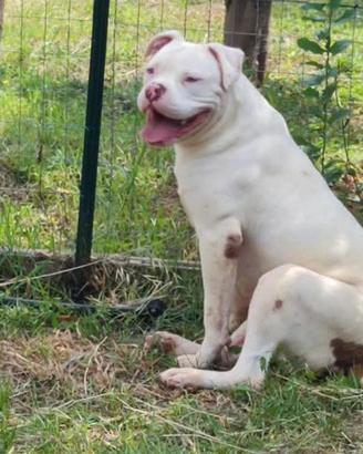 Pitbul