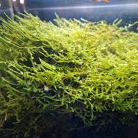 Muschio acquario Java Moss