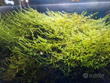 Muschio acquario Java Moss