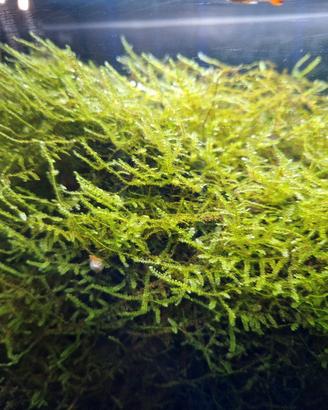 Muschio acquario Java Moss