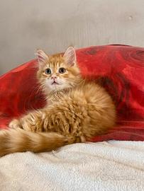 Cuccioli di gatto siberiano (ipollergenici)
