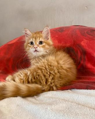 Cuccioli di gatto siberiano (ipollergenici)
