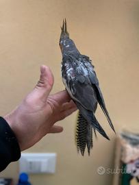 Calopsite ancestrale