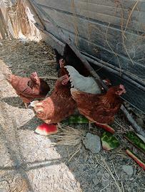 Galline ovaiole