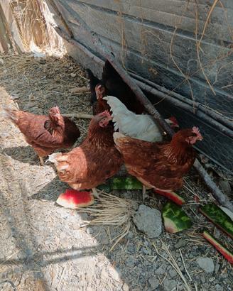 Galline ovaiole
