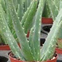 Aloe Vera ed Aloe Arborescens vaie misure