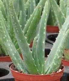 Aloe Vera ed Aloe Arborescens vaie misure
