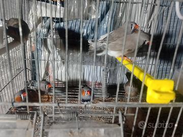 animali 