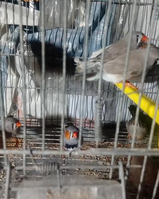 animali 