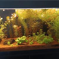 Acquario Askoll Fluval 125 litri 