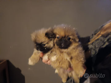 Cuccioli pechinese MASCHI