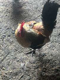 Galletto nano tipo legbar