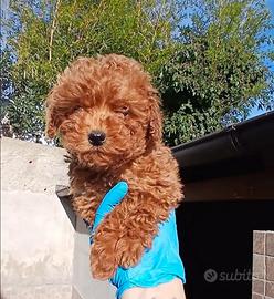 Barboncino toy rosso